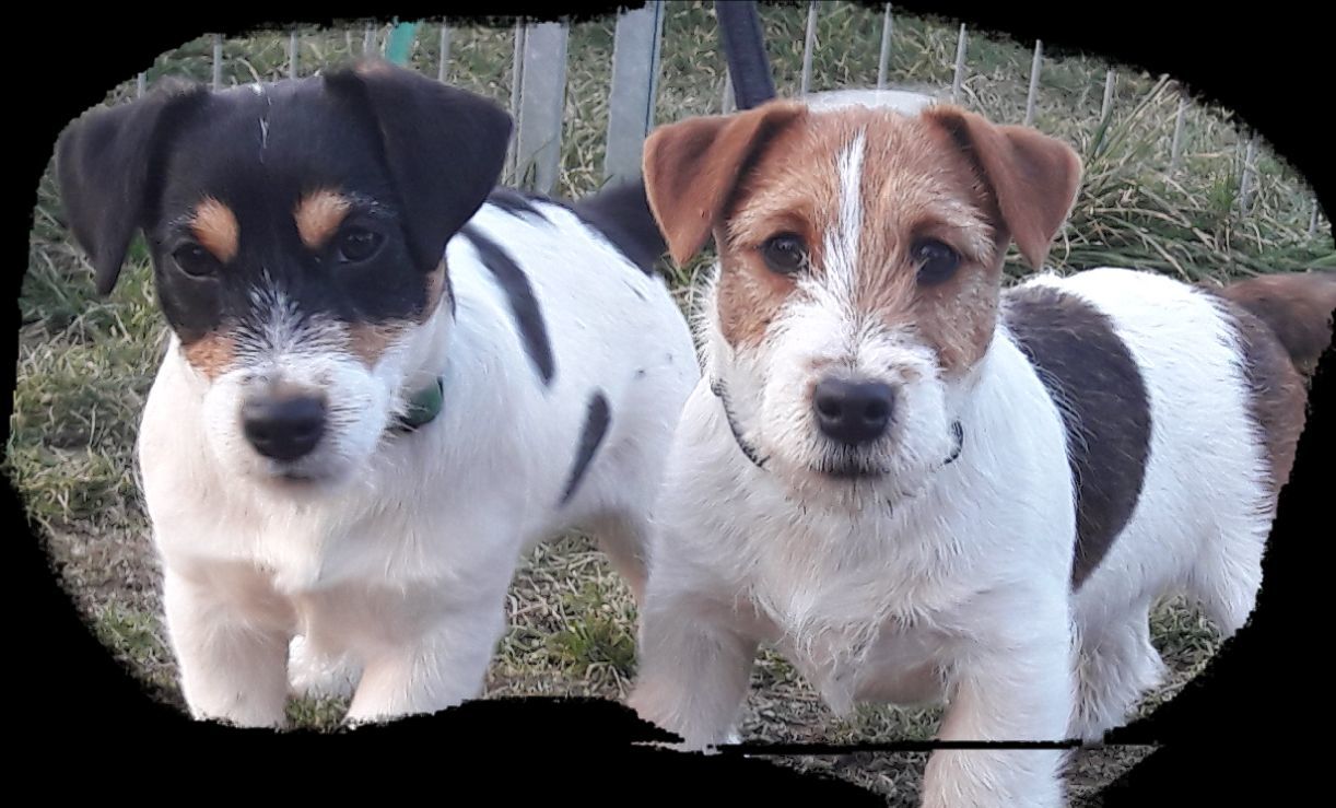 Jack Russell Terrier und Rottweiler in Sachsen FCI/VDH (Welpen) Neues