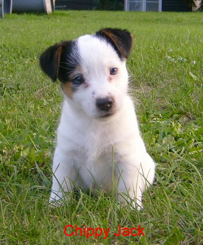 Jack Russell Terrier und Rottweiler in Sachsen FCI/VDH Welpen Nachzucht Rubi Jack Russell Terrier und Rottweiler in Sachsen FCI/VDH Welpen Nachzucht Rubi