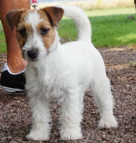 Jack Russell Terrier in Sachsen FCIVDH (Welpen) Hilde Jack Russell Terrier Welpen, Krostitz (Sachsen) ·