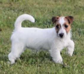 Jack Russell Terrier in Sachsen FCIVDH (Welpen) Hilde Jack Russell Terrier Welpen, Krostitz (Sachsen) ·
