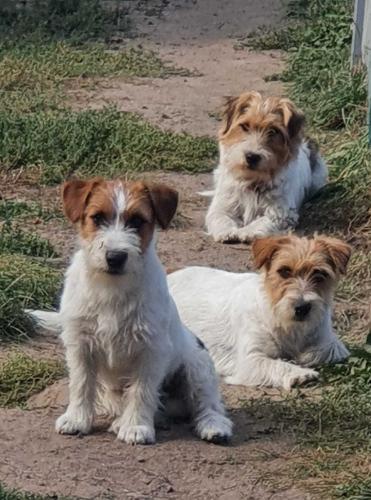 Jack Russell Terrier in Sachsen FCIVDH (Welpen) Startseite Jack Russell Terrier Welpen, Krostitz (Sachsen) ·